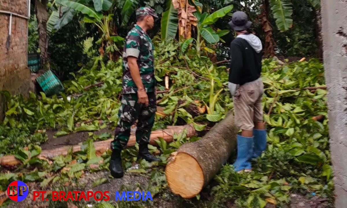 Gerak Cepat, Babinsa Bantu Evakuasi Pohon Tumbang