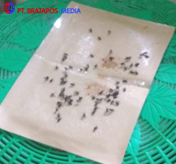 Warga Ngambakrejo Resah Kedatangan Ribuan Lalat Tiba-tiba