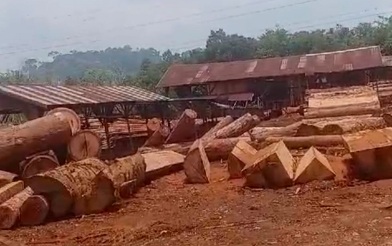 APH Terkesan Tutup Mata Dengan Maraknya Terjadi Kasus Illegal Logging di Wilayah Desa Sei Hanyo Kabupaten Kapuas Hulu Prov. Kalteng