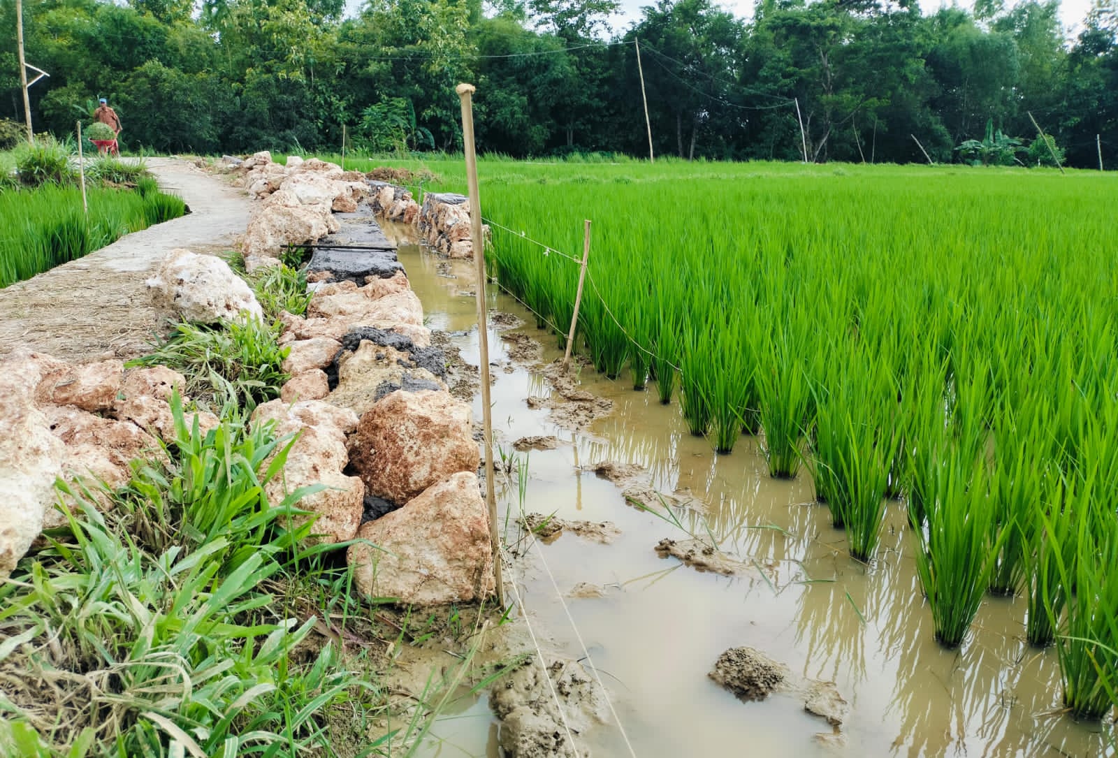 Terindikasi Ngedepankan Keuntungan, Proyek P3TGAI Desa Barunggagah Diduga Asal Asalan