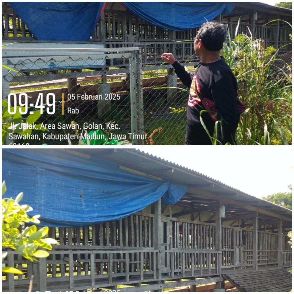 Kandang Peternakan Modern di Desa Golan Mangkrak, Penghuninya Raib