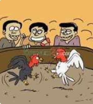 Minim Pengawasan Aparat Penegak Hukum Setempat, Praktik Judi Sabung Ayam Beraktivitas Kembali
