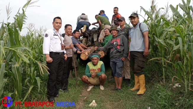 Patroli Gabungan di Grobogan Tangkap Pencuri Kayu
