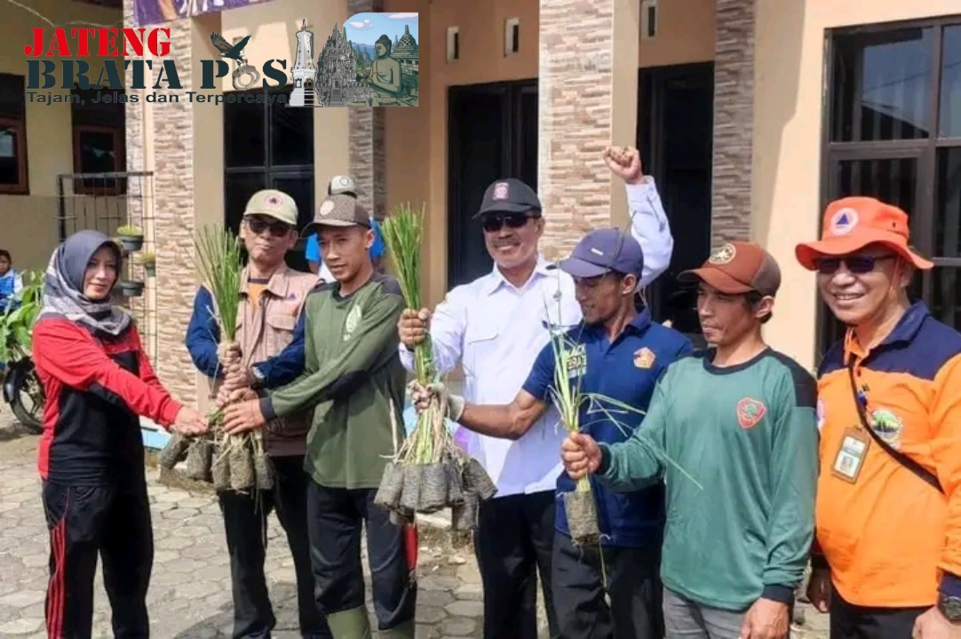 Upaya Cegah Bencana Longsor, BPBD Tanam Rumput Vetiver