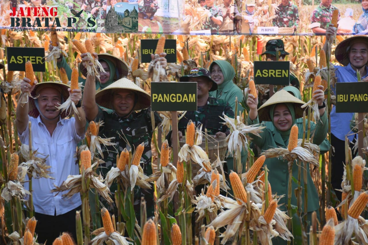 Panen Raya Kodam lV/Diponegoro Di Pablengan, Menghasilkan 1500 Ton Jagung
