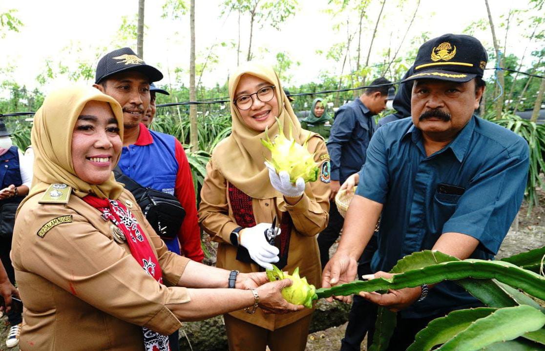 Rasa Unik & Tampilan eksotis, Buah Naga Kuning Banyuwangi Kini Jadi Primadona