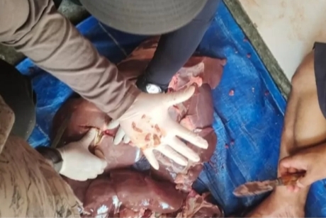 Ditemukan Cacing di Hati Sapi Kurban di Madiun, DKPP Minta Masyarakat Tenang