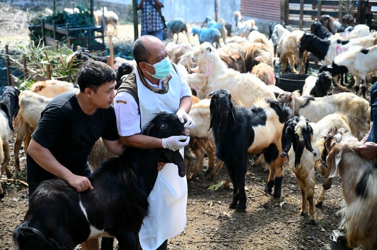 Jelang Idul Adha 2025, Dispertan Banyuwangi Gencarkan Pemeriksaan Hewan Kurban di Seluruh Kecamatan