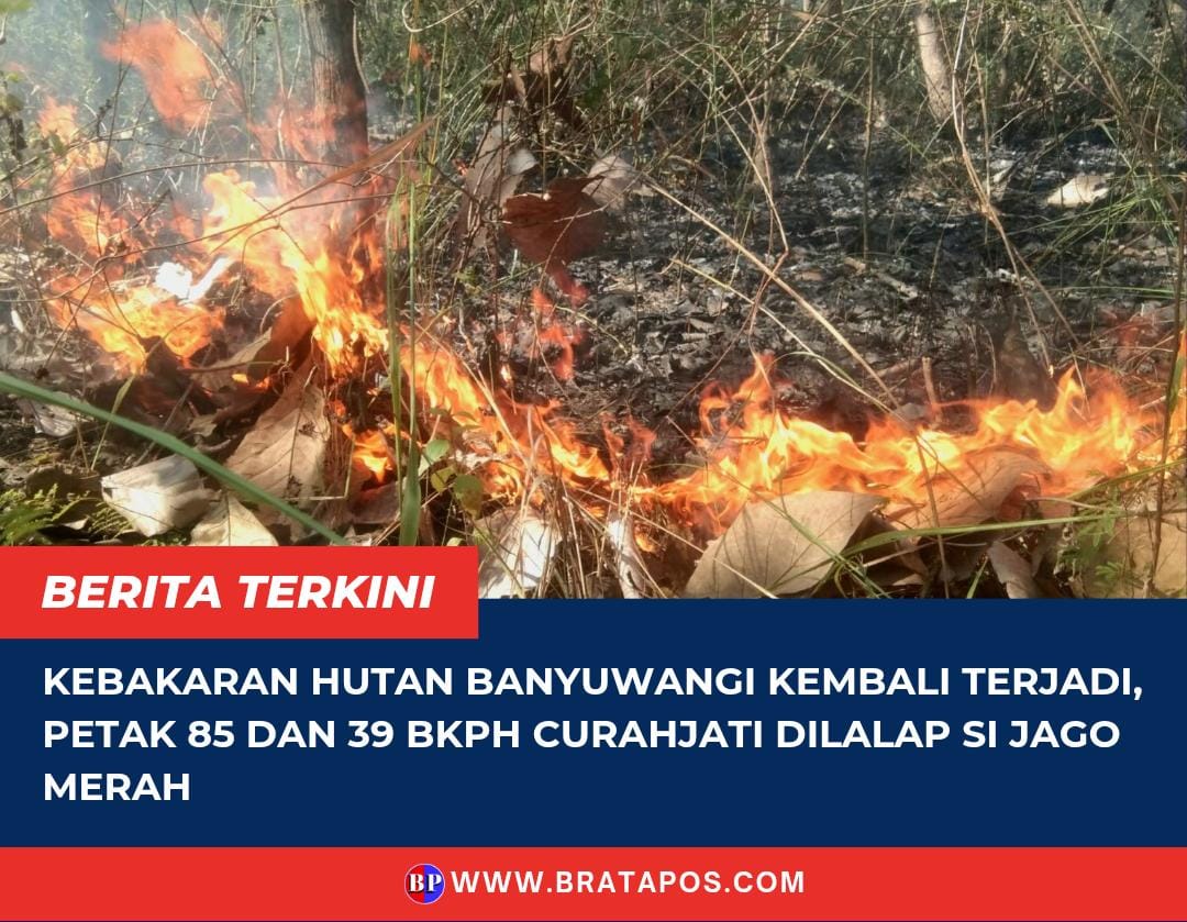 Kebakaran Hutan Banyuwangi Kembali Terjadi, Petak 85 dan 39 BKPH Curahjati Dilalap Si Jago Merah