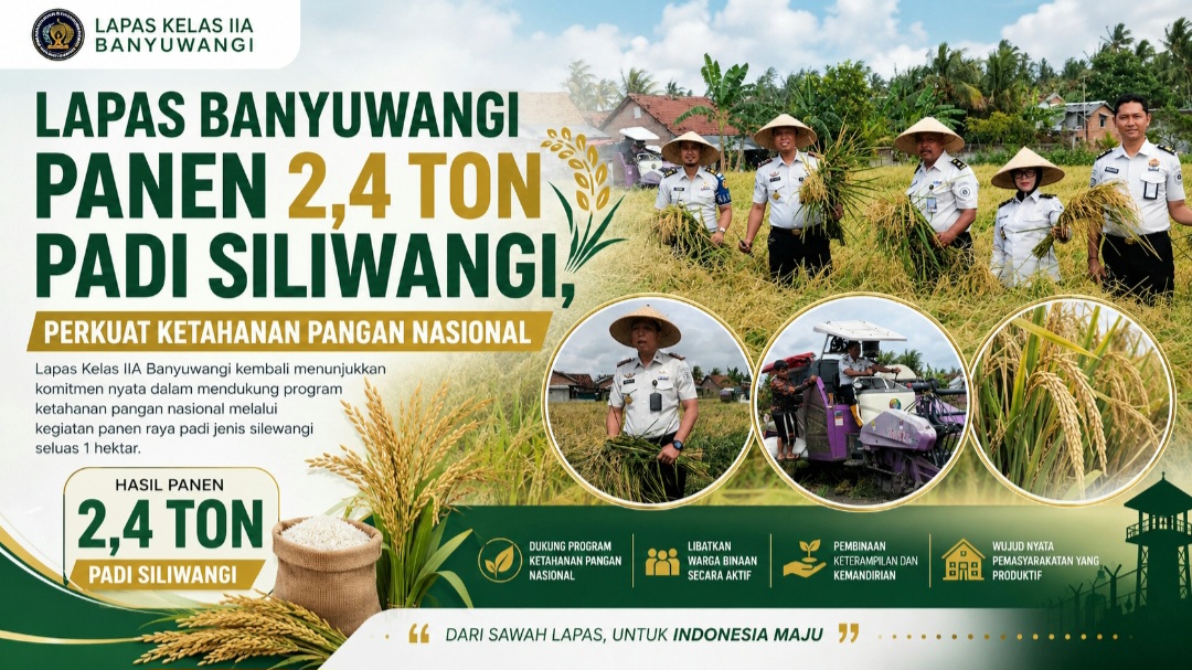 Lapas Banyuwangi Panen 2,4 Ton Padi Siliwangi, Perkuat Ketahanan Pangan Nasional