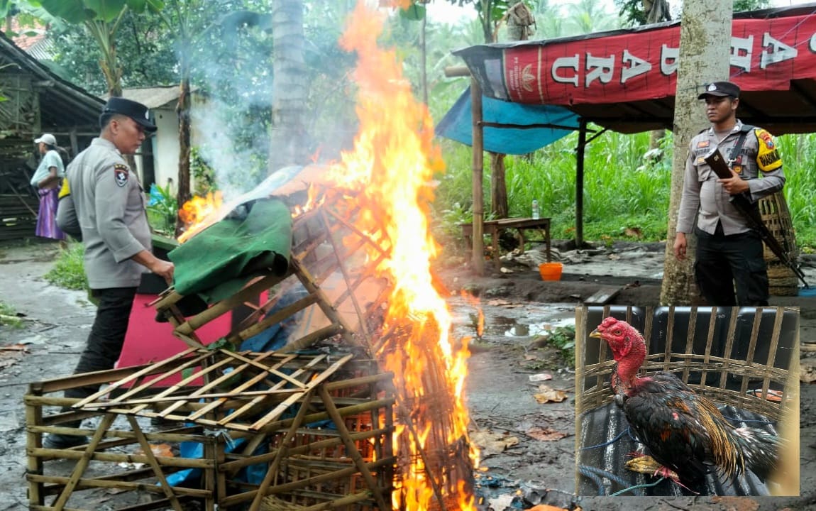 Laporke Cak Kapolres "Berbuah Tindakan", Polisi Bubarkan Sabung Ayam di Lumajang
