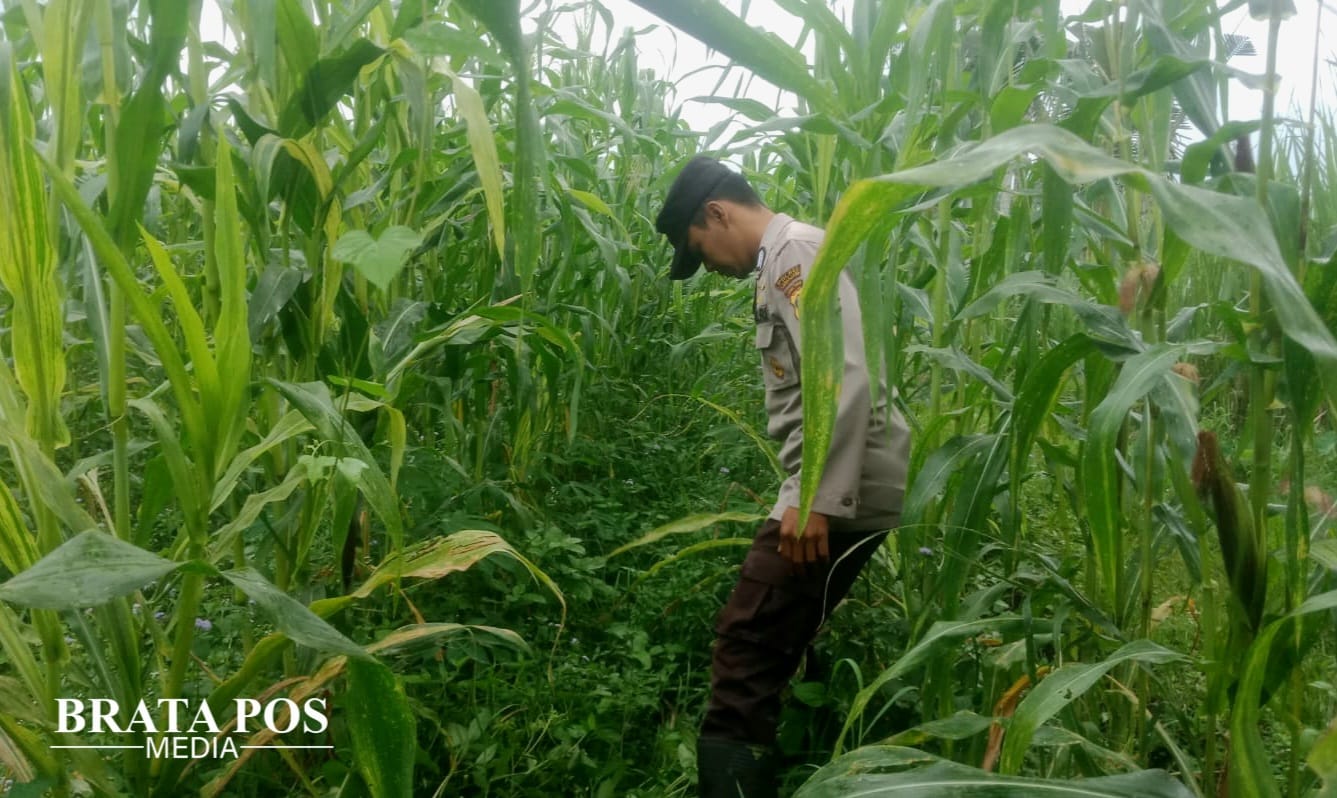 Lewat Bhabinkamtibmas, Polsek Pronojiwo Kawal Produktivitas Jagung di Dusun Mulyoarjo