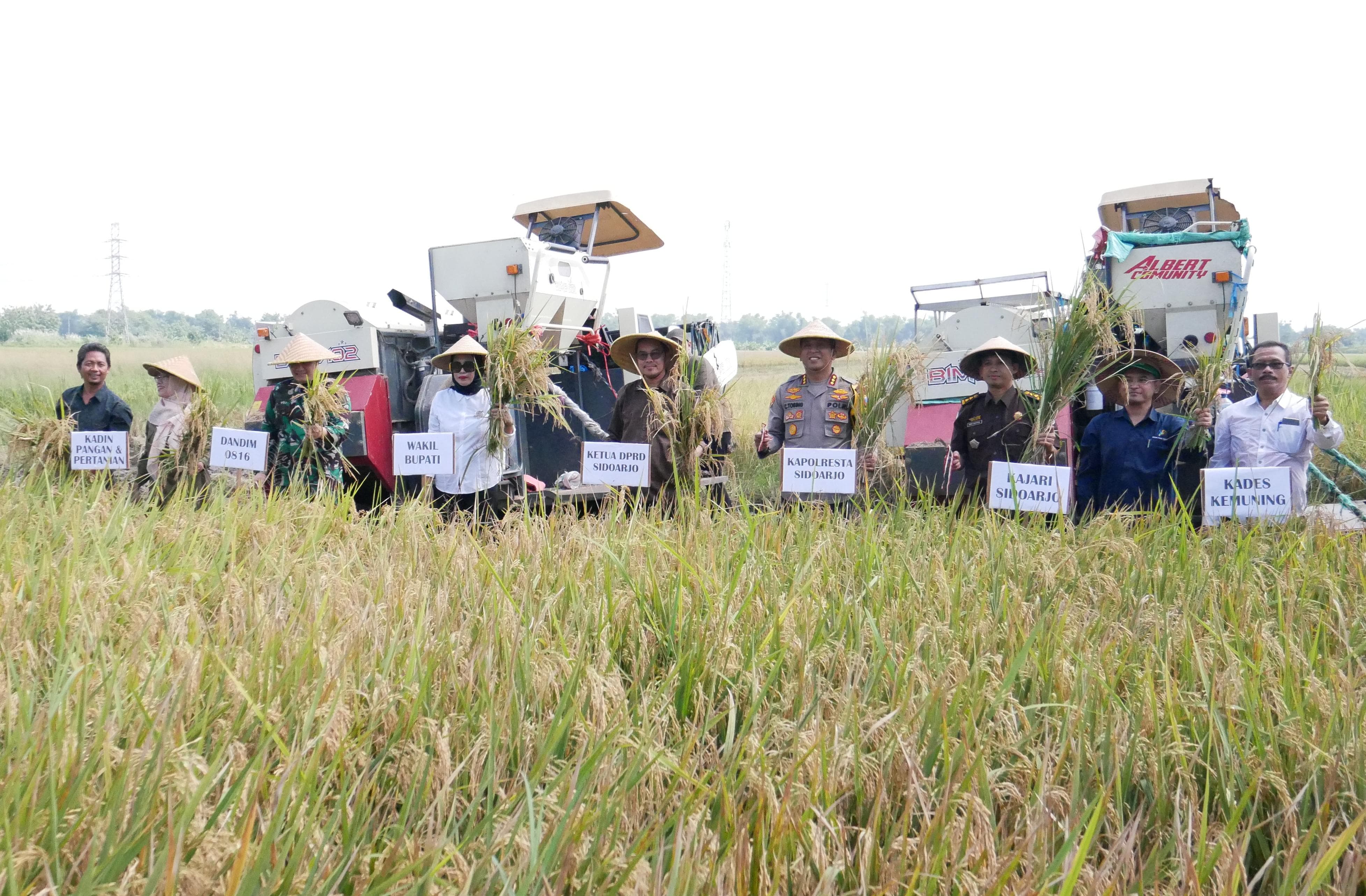 Pemkab Sidoarjo Ikuti Panen Raya Padi Serentak bersama Presiden di Desa Kemuning Tarik