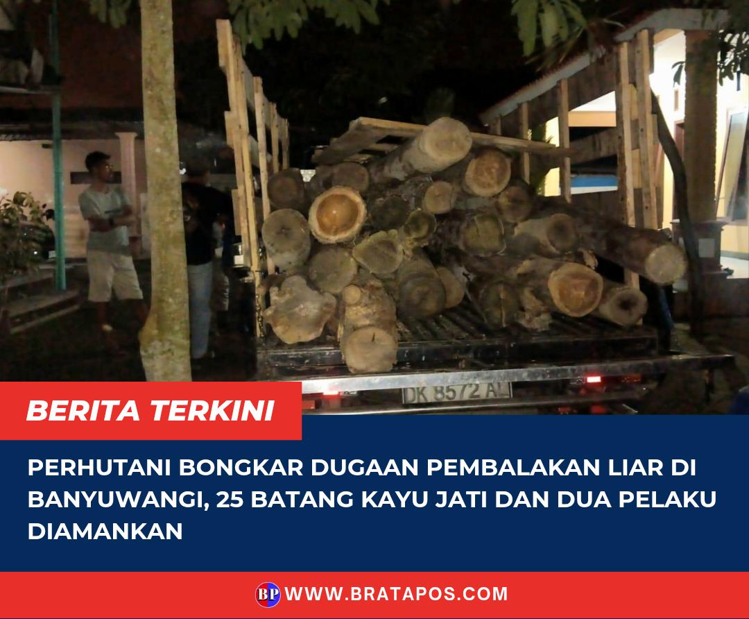 Perhutani Bongkar Dugaan Pembalakan Liar di Banyuwangi, 25 Batang Kayu Jati dan Dua Pelaku Diamankan