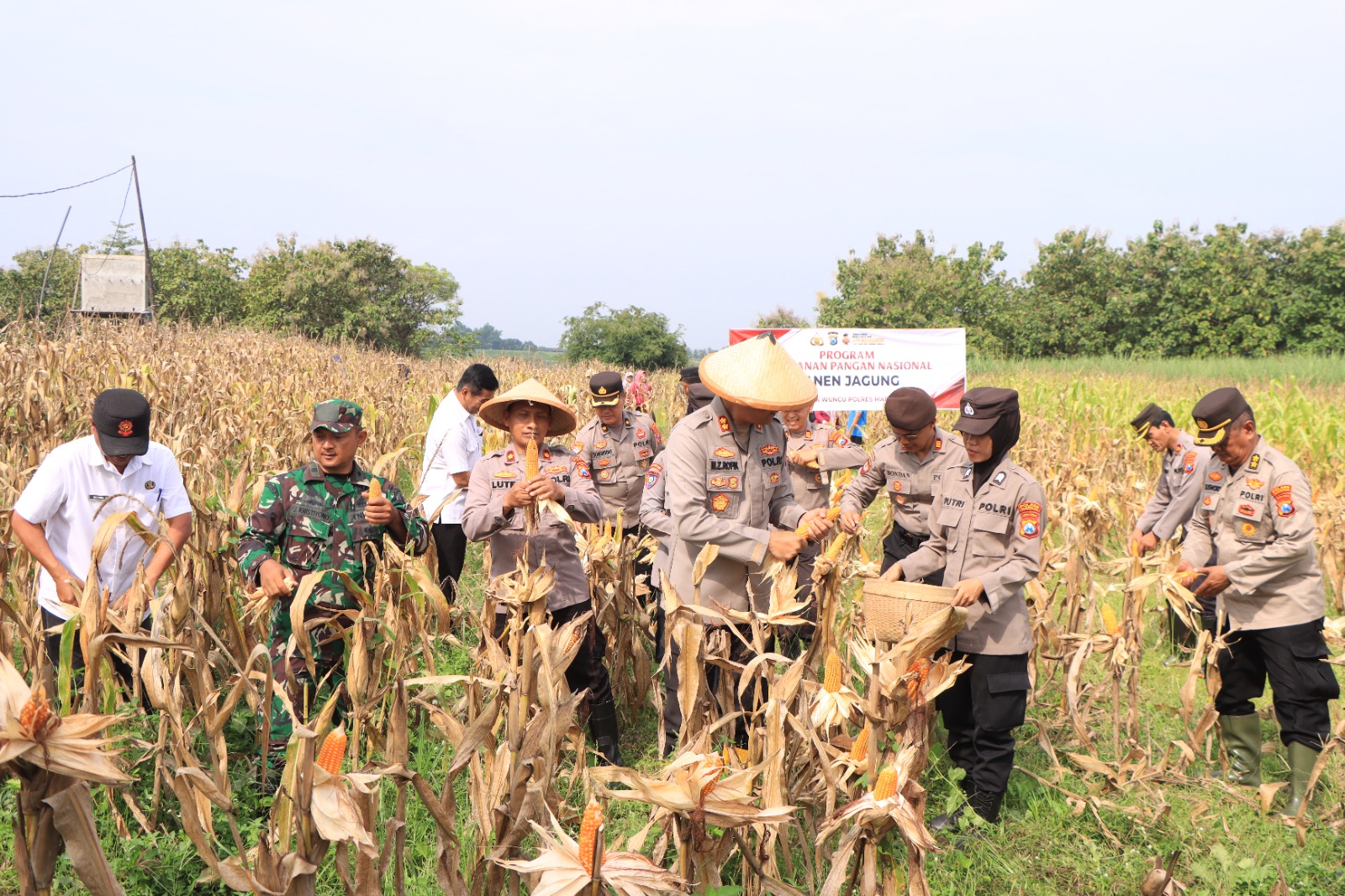 Polres Madiun Gelar Panen Jagung, Dukung Ketahanan Pangan Nasional di Lahan 4.200 Meter Persegi