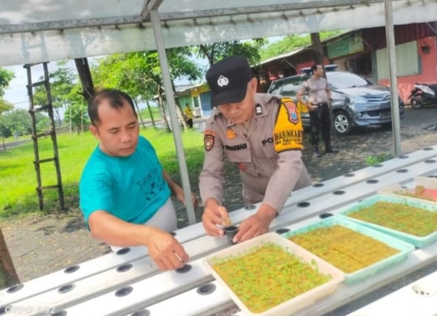Polsek Taman Tinjau Perkembangan Ketahanan Pangan Sayur Hidroponik