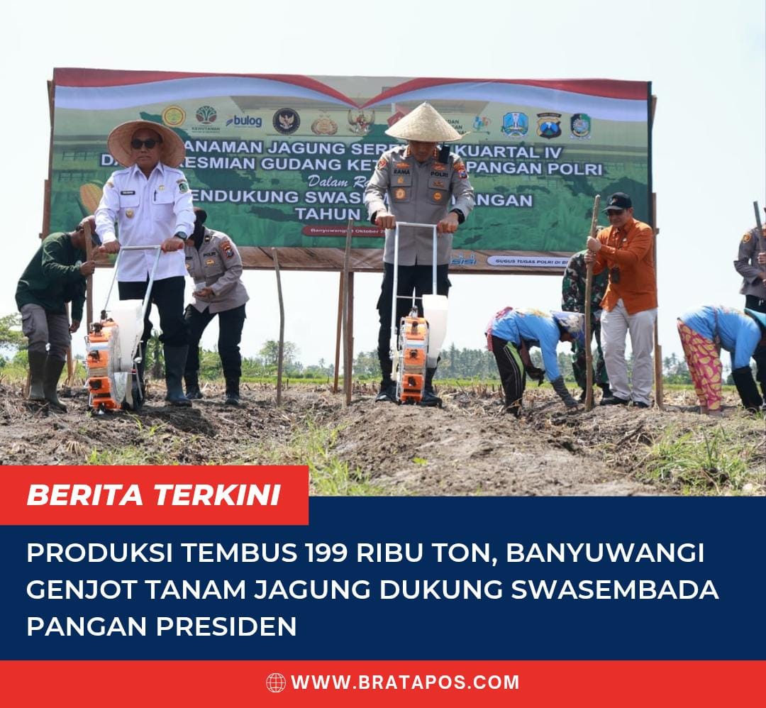 Produksi Tembus 199 Ribu Ton, Banyuwangi Genjot Tanam Jagung Dukung Swasembada Pangan Presiden