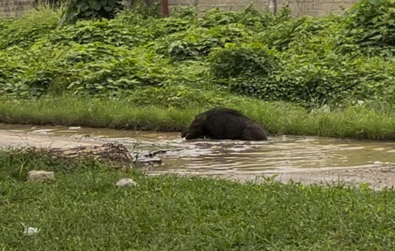 Tidak Di Perhatikan Dinas PU  Jalan Berlubang Yang Tergenang Air Menjadi Tempat Pemandian Babi Hutan