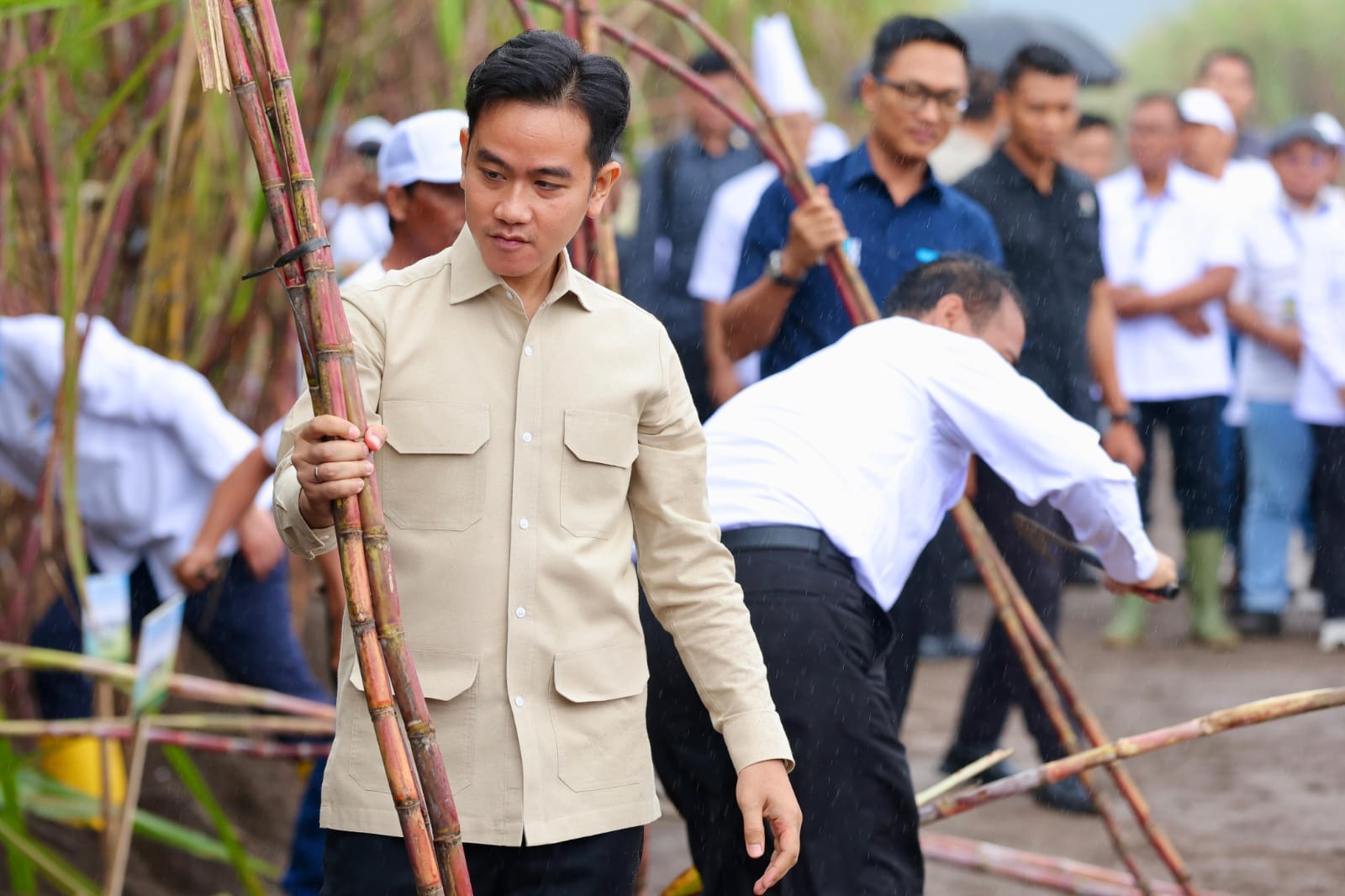 Wapres Gibran Panen Tebu di Banyuwangi, Serap Aspirasi Petani dari Seluruh Indonesia
